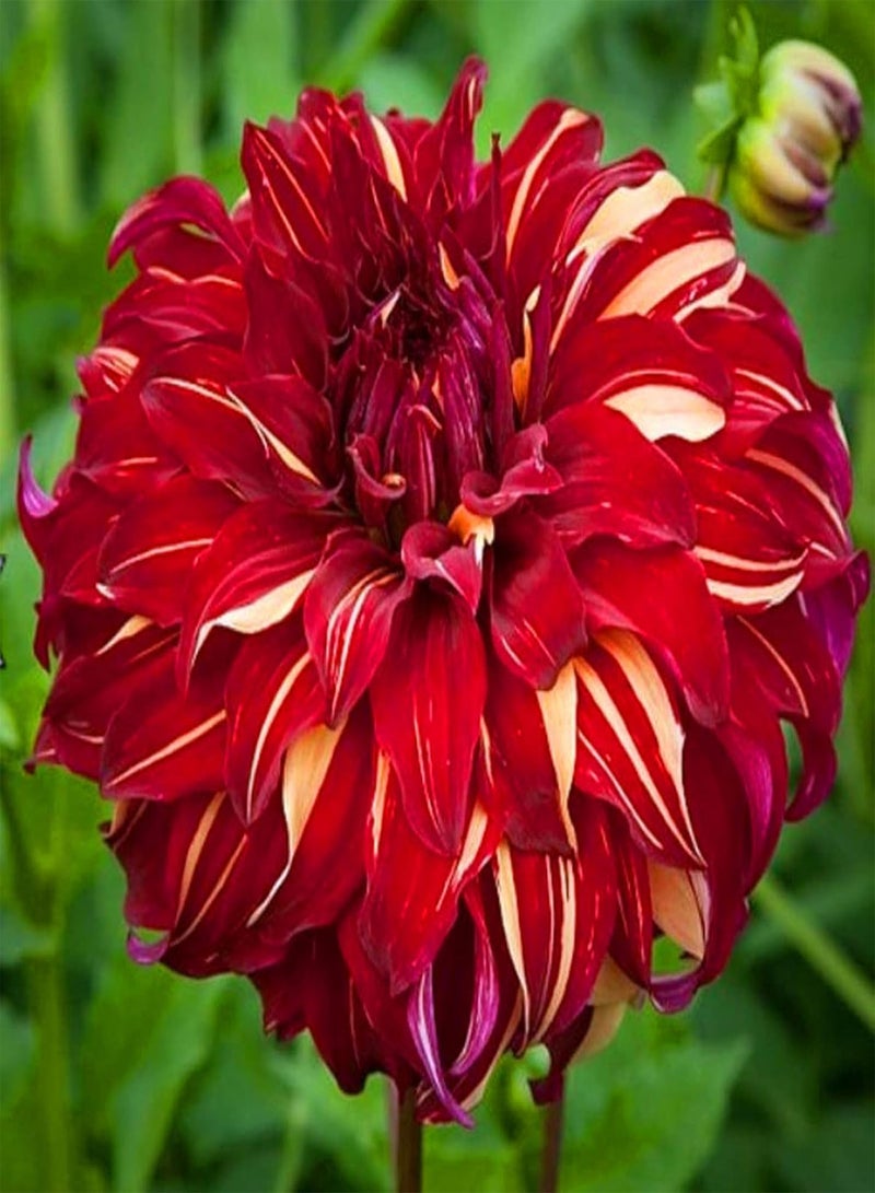 جي جوت أزهر الزهور التي تريدها/مقاومة قوية للبرد/بذور زهور عملاقة/بذور زهور فريدة/بذور داليا - 150 قطعة، ب - Image 1