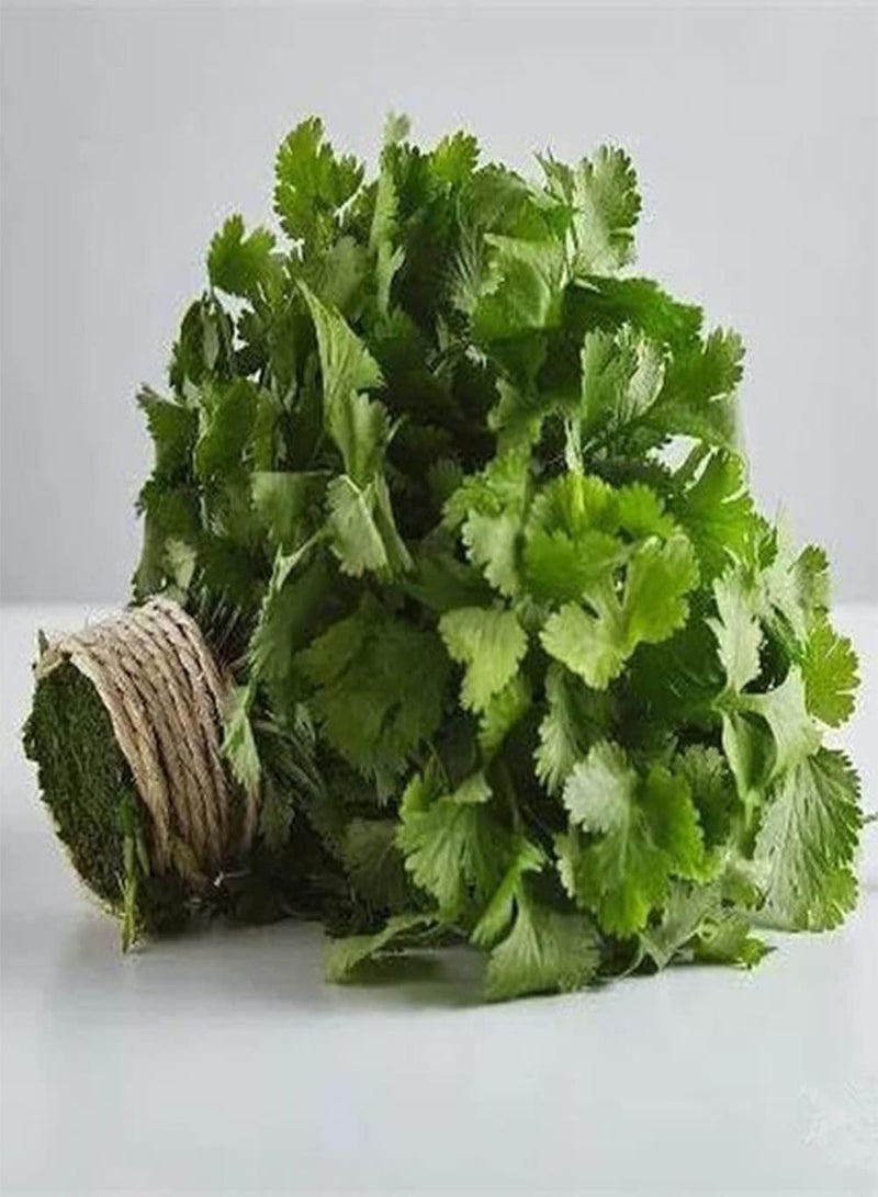 GGOOT 200Pcs Coriander Seeds Fresh Herb Vegetable Dark Green Leaves Strong Fragrance Necessary Seasoning in Kitchen Loved by People - Image 1