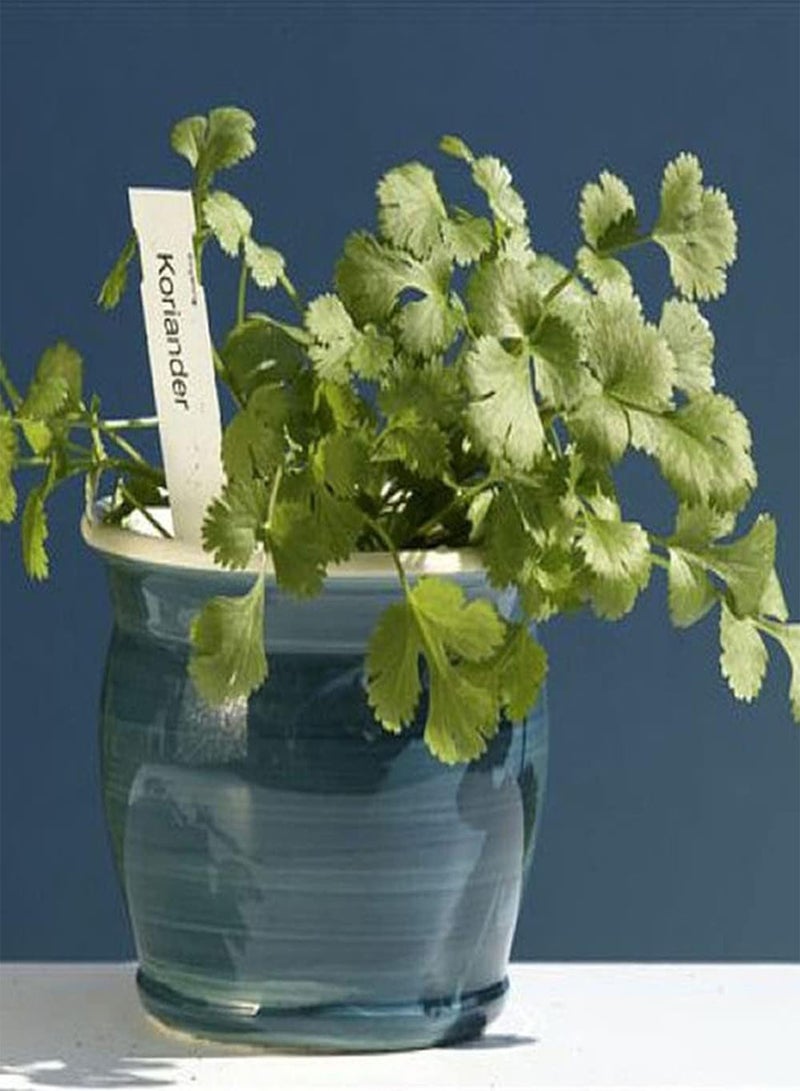 GGOOT 200Pcs Coriander Seeds Fresh Herb Vegetable Dark Green Leaves Strong Fragrance Necessary Seasoning in Kitchen Loved by People - Image 2