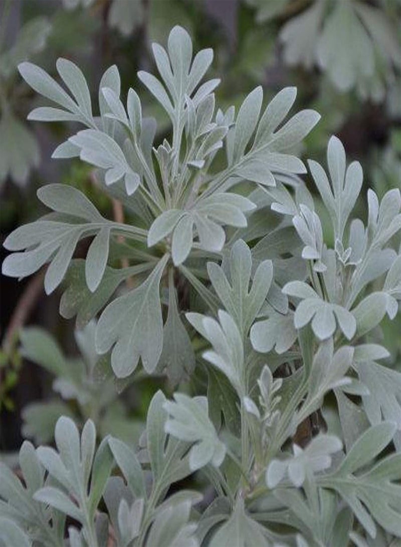 جي جوت 300 قطعة/كيس من بذور عشبة المريمية للزراعة، حصاد جيد غير معدل وراثيًا من وادي الجبل الأبيض، بذور المريمية البيضاء سهلة الزراعة، البستنة، ديكور المنزل - بذور المريمية البيضاء - Image 3