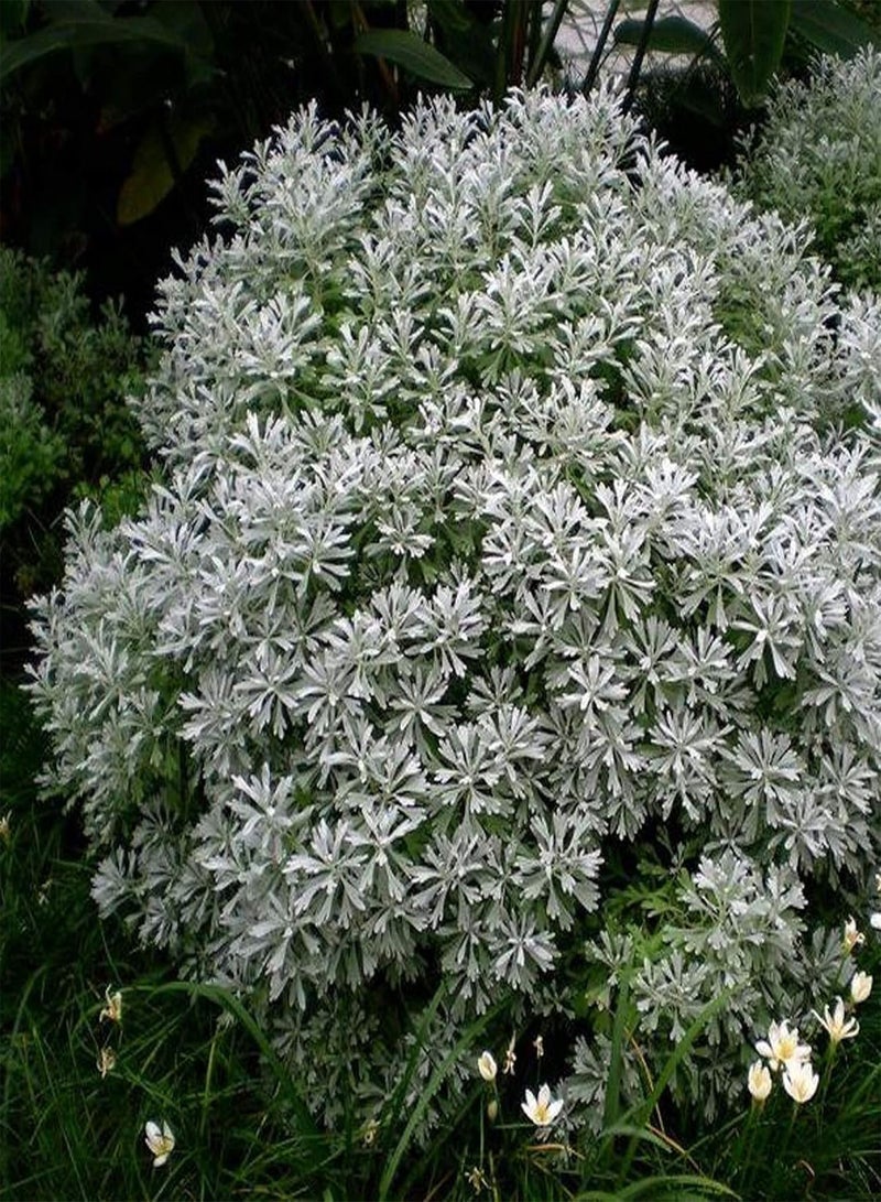 جي جوت 300 قطعة/كيس من بذور عشبة المريمية للزراعة، حصاد جيد غير معدل وراثيًا من وادي الجبل الأبيض، بذور المريمية البيضاء سهلة الزراعة، البستنة، ديكور المنزل - بذور المريمية البيضاء - Image 4