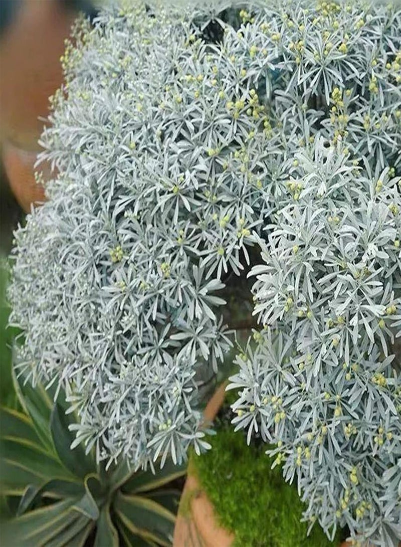 جي جوت 300 قطعة/كيس من بذور عشبة المريمية للزراعة، حصاد جيد غير معدل وراثيًا من وادي الجبل الأبيض، بذور المريمية البيضاء سهلة الزراعة، البستنة، ديكور المنزل - بذور المريمية البيضاء - Image 5