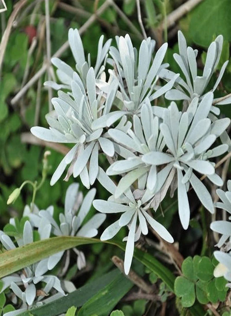 جي جوت 300 قطعة/كيس من بذور عشبة المريمية للزراعة، حصاد جيد غير معدل وراثيًا من وادي الجبل الأبيض، بذور المريمية البيضاء سهلة الزراعة، البستنة، ديكور المنزل - بذور المريمية البيضاء - Image 1