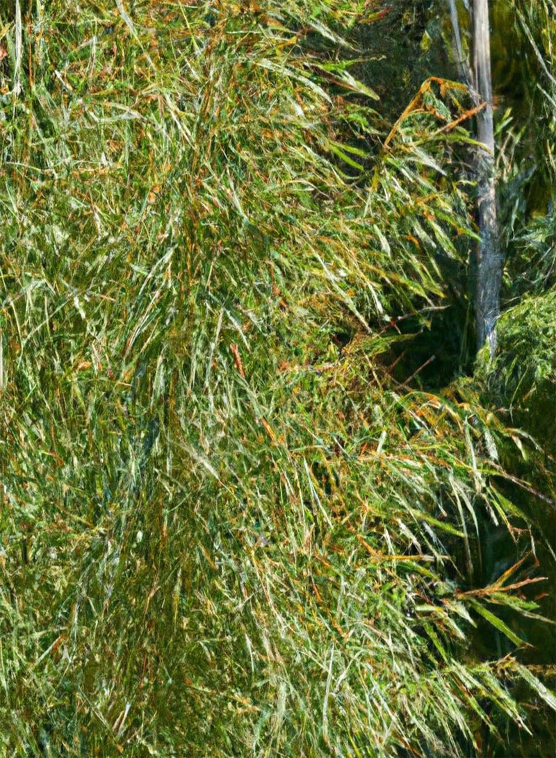 GGOOT Rooibos Tea 'Aspalathus Linearis' Shrub 10 Pelleted Plant Seeds - Image 1