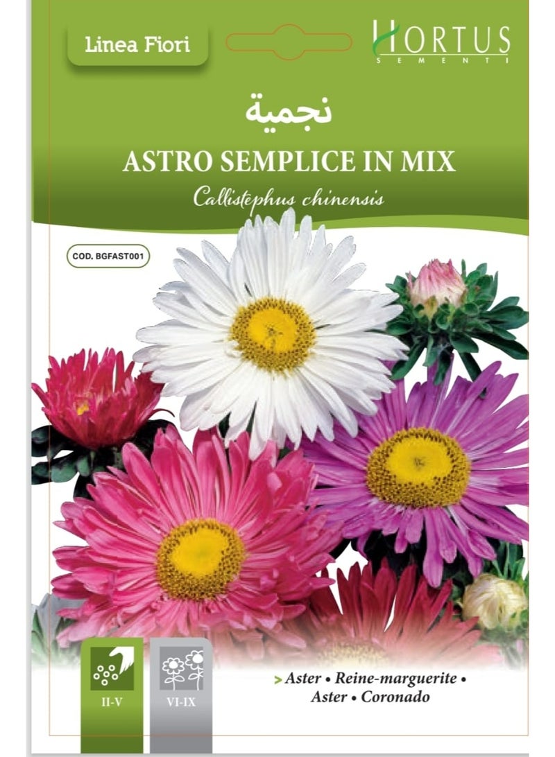 Aster Seeds