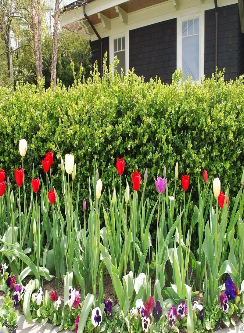 GGOOT Seeds - St. Ravel Mix - No garden is complete without  - Biennial(500 Seeds) - Image 4