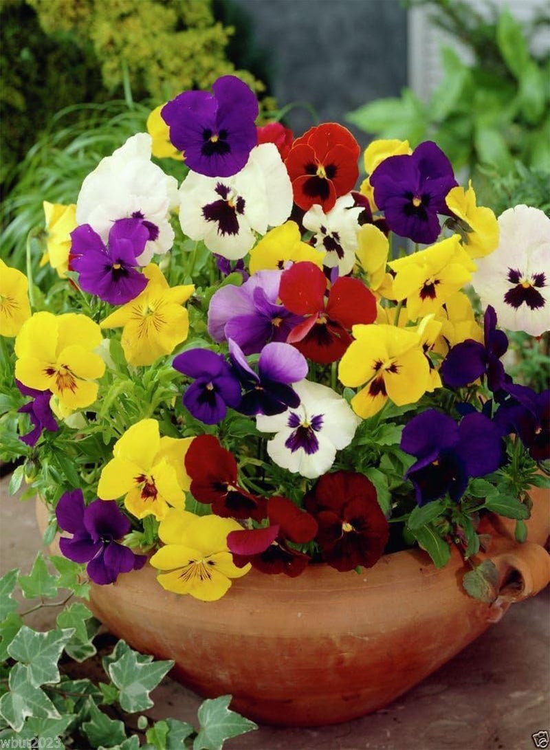 GGOOT Seeds - St. Ravel Mix - No garden is complete without  - Biennial(500 Seeds) - Image 5