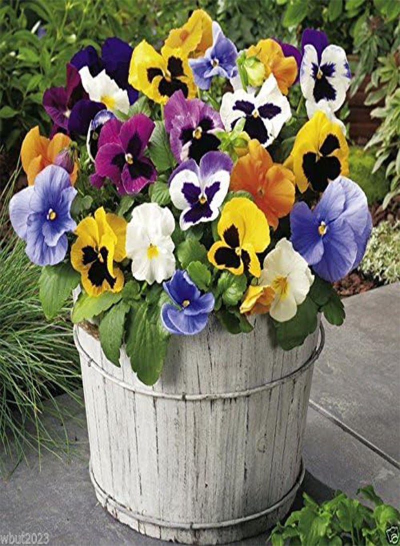 GGOOT Seeds - St. Ravel Mix - No garden is complete without  - Biennial(500 Seeds) - Image 1