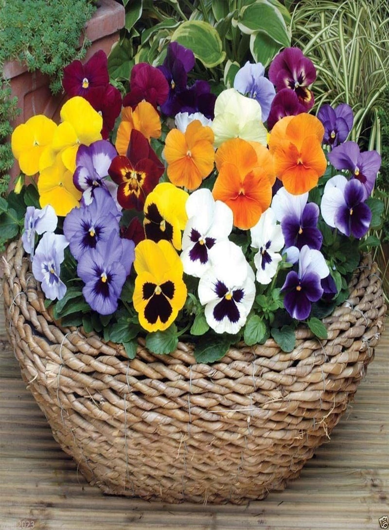 GGOOT Seeds - St. Ravel Mix - No garden is complete without  - Biennial(500 Seeds) - Image 3