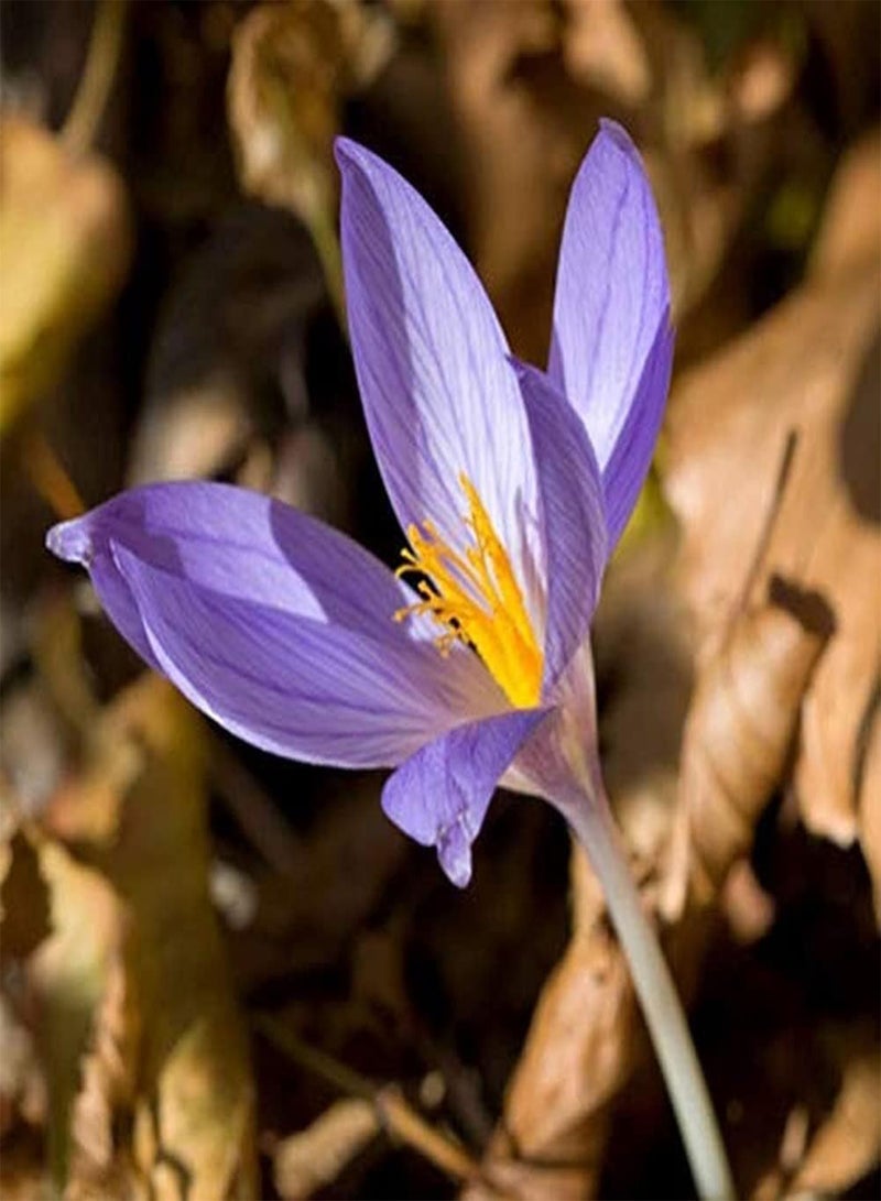 جي جوت 8 قطع من بذور الزعفران، زهرة الزعفران الرائعة، رائحة أنيقة، زهور جميلة، ديكور خارجي، حديقة، فناء، سهل الزراعة، قيمة زخرفية عالية - Image 1