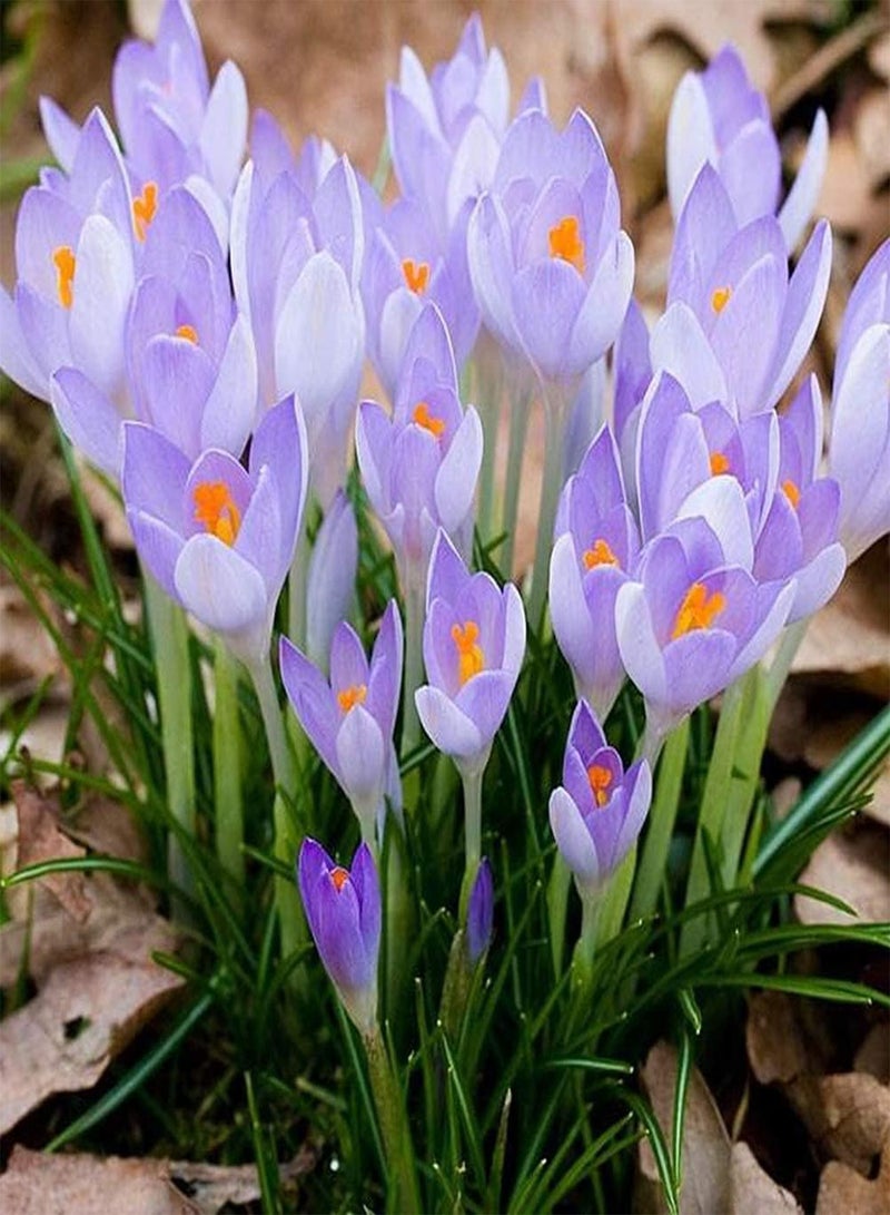 جي جوت 8 قطع من بذور الزعفران، زهرة الزعفران الرائعة، رائحة أنيقة، زهور جميلة، ديكور خارجي، حديقة، فناء، سهل الزراعة، قيمة زخرفية عالية - Image 3
