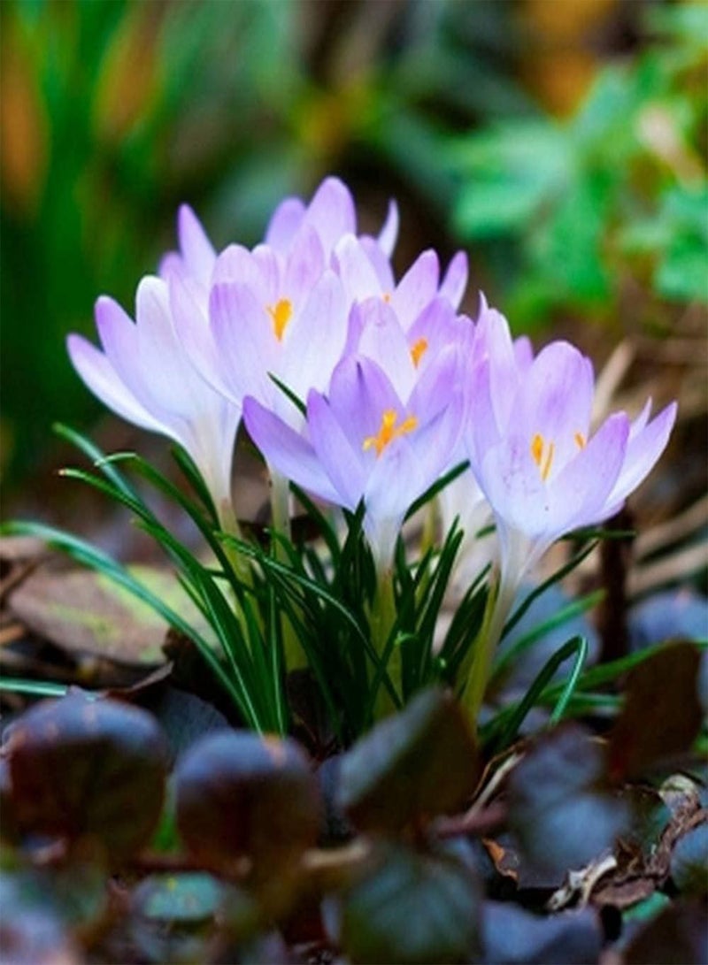 جي جوت 8 قطع من بذور الزعفران، زهرة الزعفران الرائعة، رائحة أنيقة، زهور جميلة، ديكور خارجي، حديقة، فناء، سهل الزراعة، قيمة زخرفية عالية - Image 2