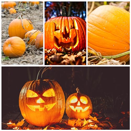 Seed Needs, Specialty Pumpkin Seed Packet Collection (4 Individual Varieties of Pumpkin Seeds for Planting) Fairytale, Blue Jarrahdale, Lumina White & Jack O Lantern - Image 3