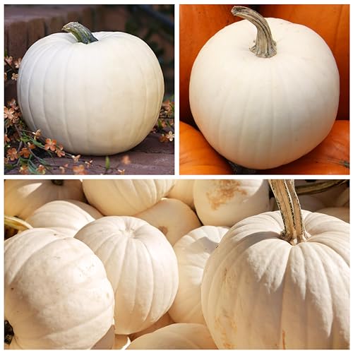 Seed Needs, Specialty Pumpkin Seed Packet Collection (4 Individual Varieties of Pumpkin Seeds for Planting) Fairytale, Blue Jarrahdale, Lumina White & Jack O Lantern - Image 4