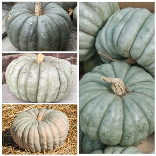 Seed Needs, Specialty Pumpkin Seed Packet Collection (4 Individual Varieties of Pumpkin Seeds for Planting) Fairytale, Blue Jarrahdale, Lumina White & Jack O Lantern - Image 5