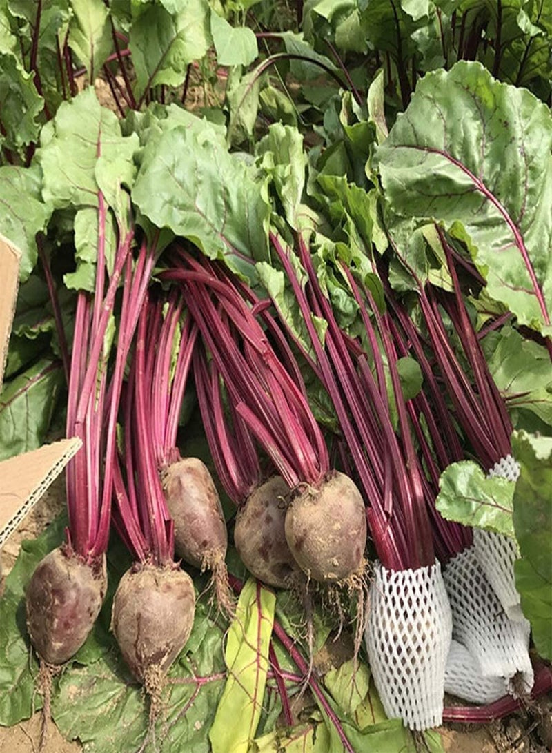 GGOOT 500pcs Beet Seeds Crimson Stems Roots Easy to Care Entry-Level Varieties Home Garden Harvest Outdoor Gardening Planting Suitable for Beginners - Image 3