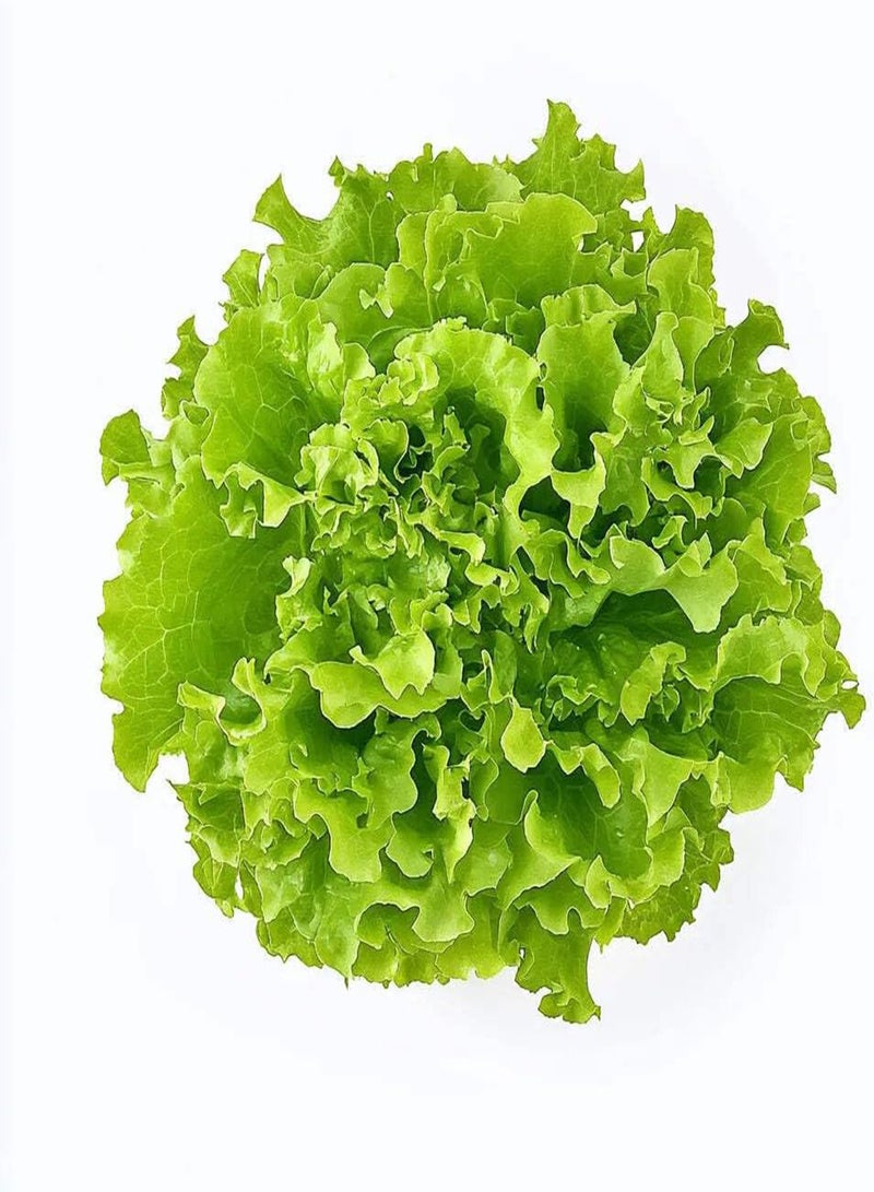 GGOOT Seed Box - Special Salads -  Permaculture  - Image 4