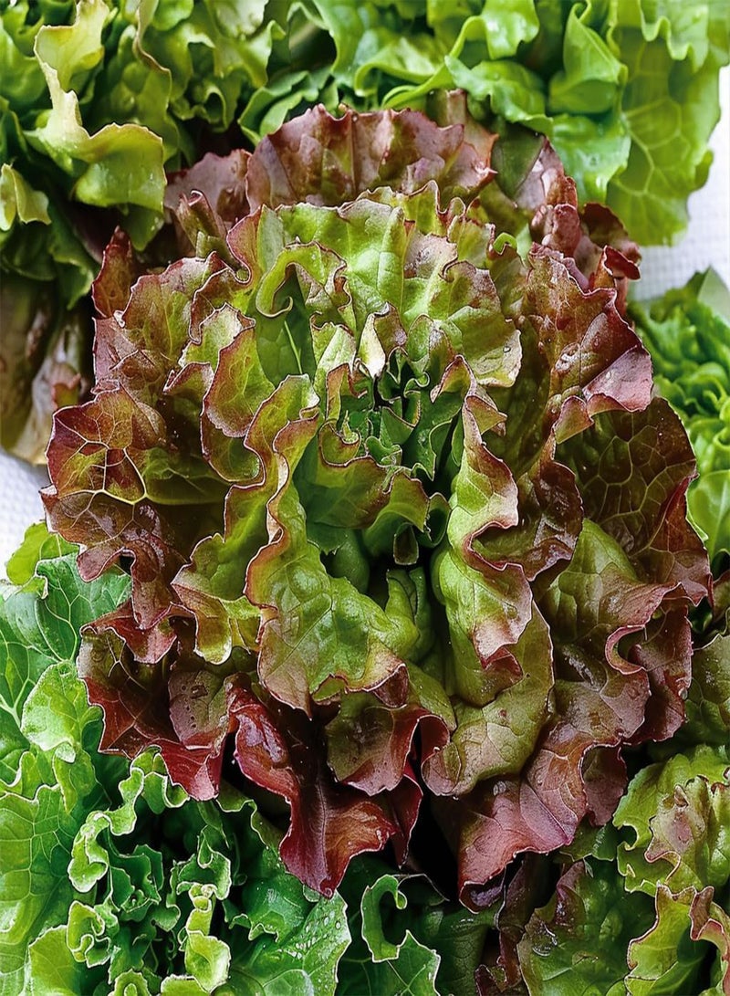 GGOOT Seed Box - Special Salads -  Permaculture  - Image 3