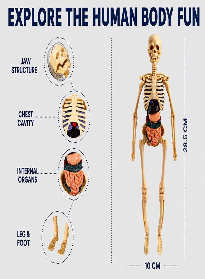 Braintastic Human Body 3D Model Kit for Kids | 29 Pieces Transparent Anatomy Kit with Dynamic Body Parts, Organs & Skeleton Bones | Educational STEM Science Toy for Kids 5-12 Years - Image 4