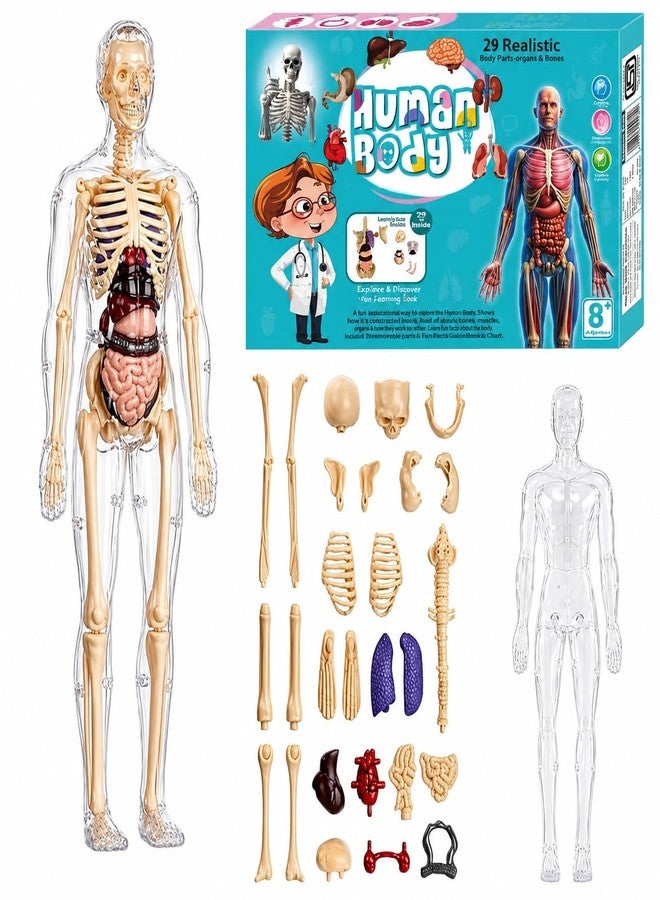 Braintastic Human Body 3D Model Kit for Kids | 29 Pieces Transparent Anatomy Kit with Dynamic Body Parts, Organs & Skeleton Bones | Educational STEM Science Toy for Kids 5-12 Years - Image 1