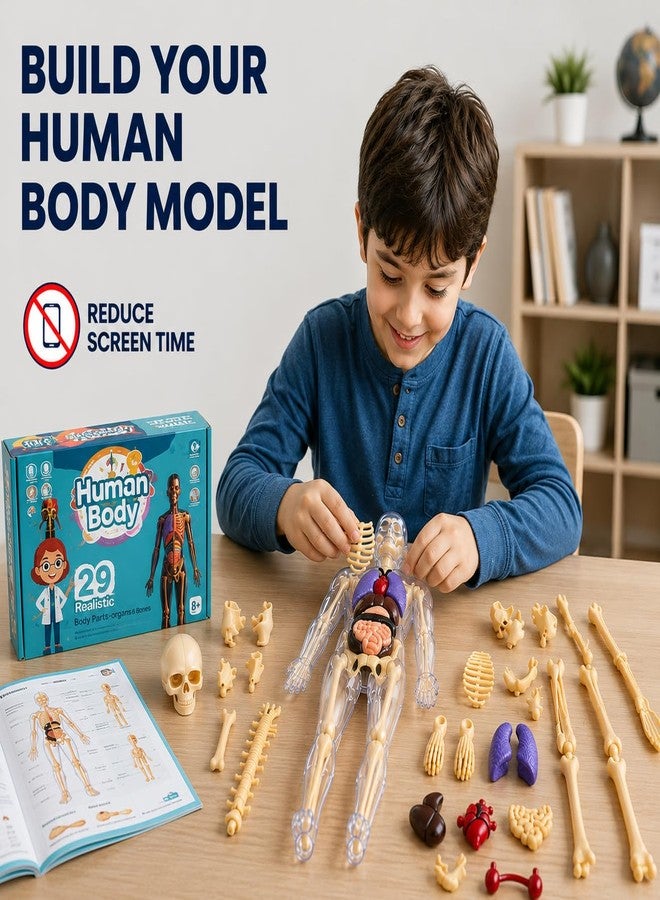 Braintastic Human Body 3D Model Kit for Kids | 29 Pieces Transparent Anatomy Kit with Dynamic Body Parts, Organs & Skeleton Bones | Educational STEM Science Toy for Kids 5-12 Years - Image 3