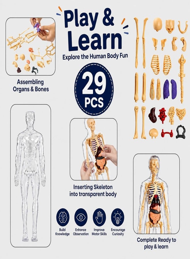 Braintastic Human Body 3D Model Kit for Kids | 29 Pieces Transparent Anatomy Kit with Dynamic Body Parts, Organs & Skeleton Bones | Educational STEM Science Toy for Kids 5-12 Years - Image 2