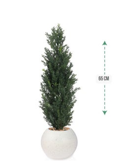 co arma Cypress tree in a round plastic pot with a diameter of 65 cm  - Image 1