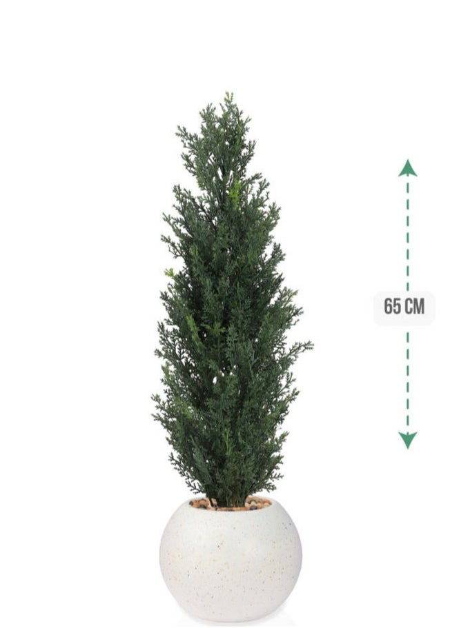 co arma - Cypress tree in a round plastic pot with a diameter of 65 cm - Image 1