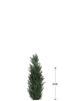 co arma Cypress tree in a round plastic pot with a diameter of 65 cm  - Image 2