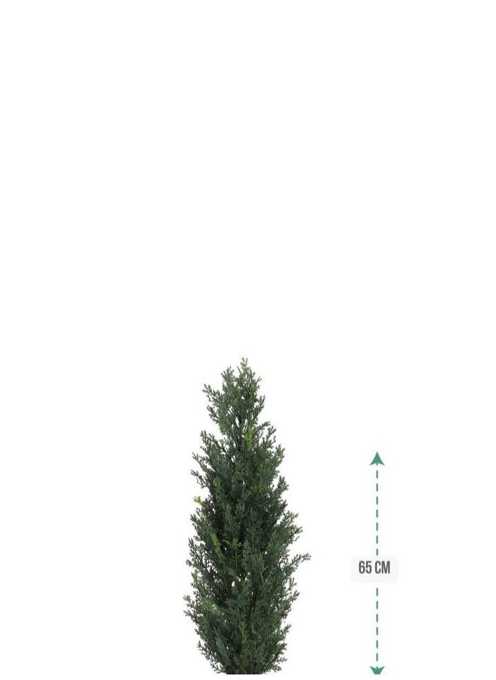 co arma - Cypress tree in a round plastic pot with a diameter of 65 cm - Image 1