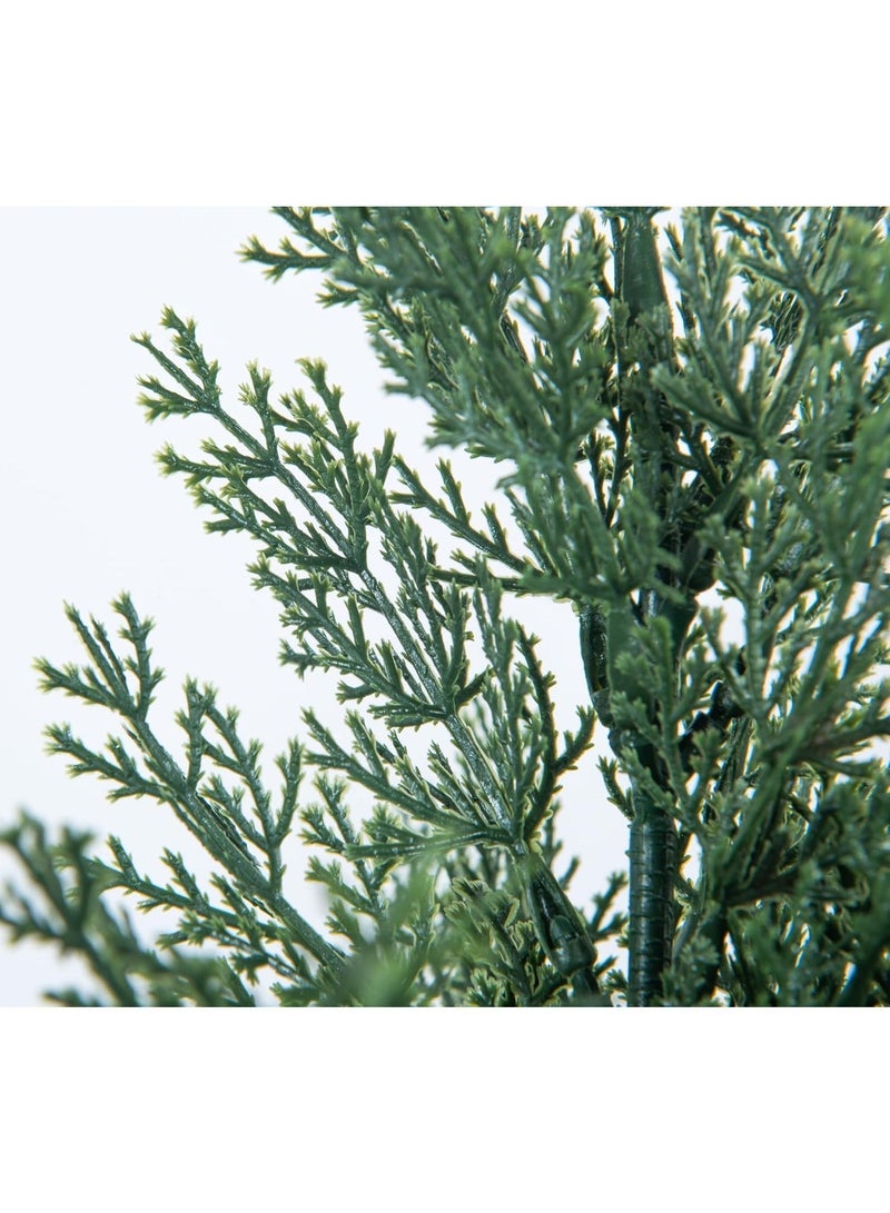 co arma Cypress tree in a round plastic pot with a diameter of 120 cm - Image 3