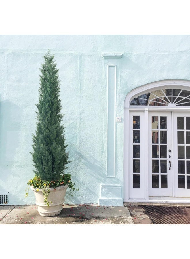 co arma Cypress tree in a round plastic pot with a diameter of 120 cm - Image 2