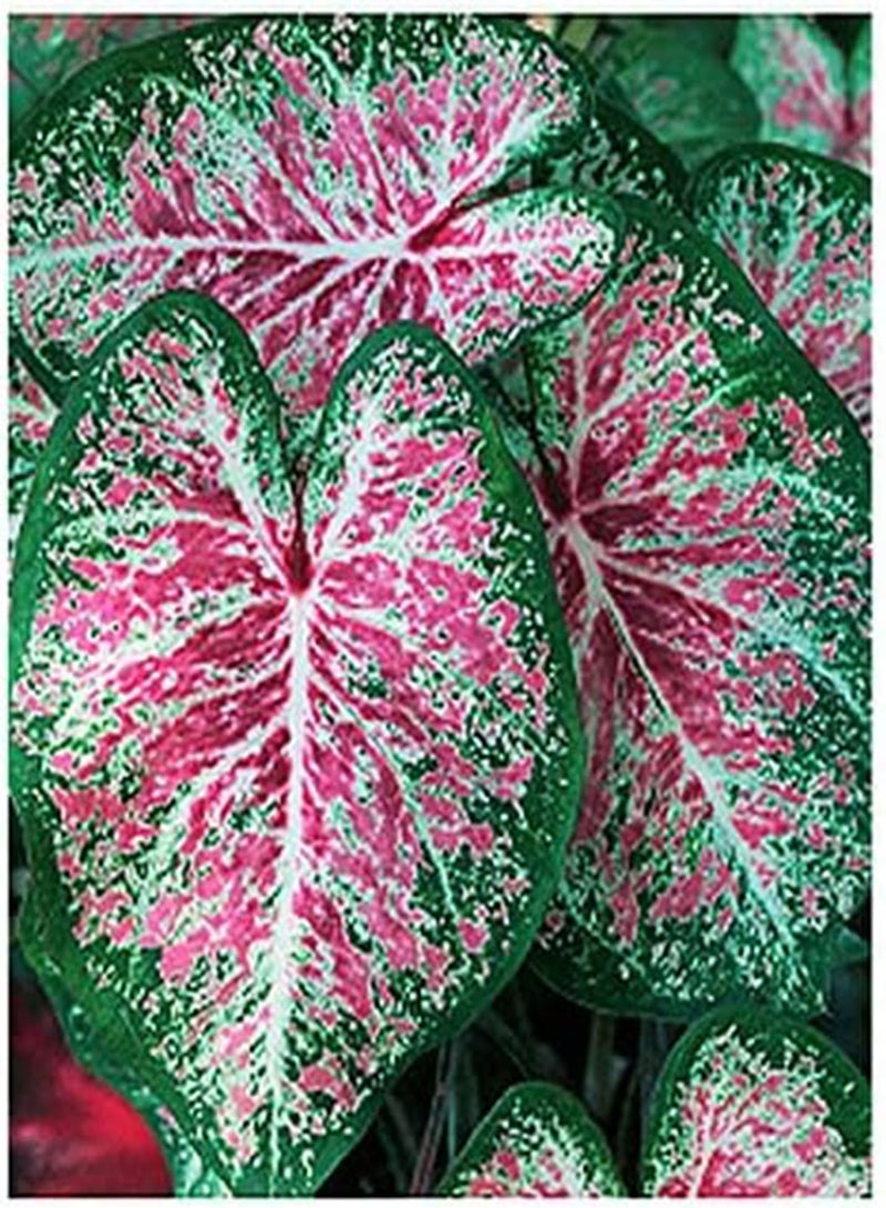 GGOOT Pink Cloud Caladium - Bare Root - Zone 9-11 