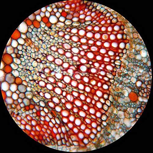 AmScope PB10 10 PC Prepared and Blank Microscope Glass Slides - Image 2