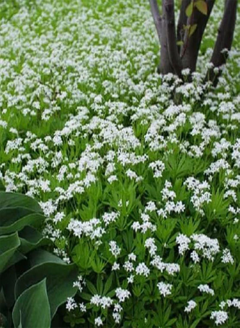 جي جوت سويت وودروف أسبيرولا أودوراتا 15+ بذور - Image 3