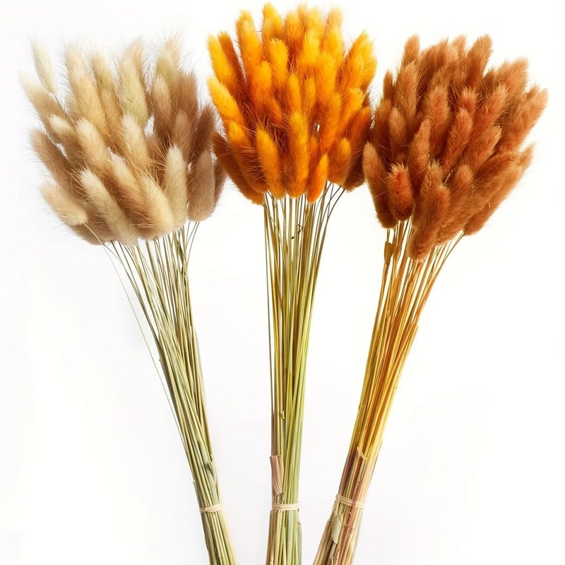 Bluejw G111 Luxury Fluffy Pampas Grass Small Reed Rabbit Tail Dried Plants for Wedding Home Graduation Christmas Halloween Easter Decor - Image 1