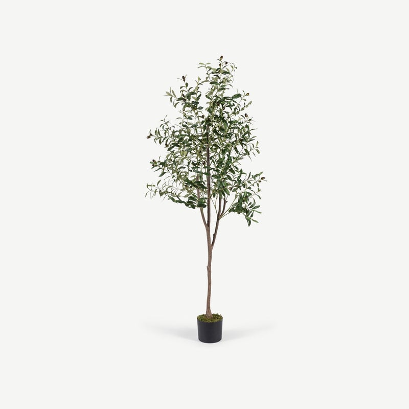 OC HOME Olive Tree For Home Decor 180cm