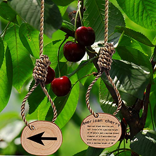 Tiberham Natural Wood Slices, Tiberham 21 Pcs 1.2-3.9 Inches Unfinished Wooden Circles Round Rustic Wood with Bark, Solid Log Discs Craft Wood Kit for Arts DIY Crafts Christmas Home Decorations - Image 5