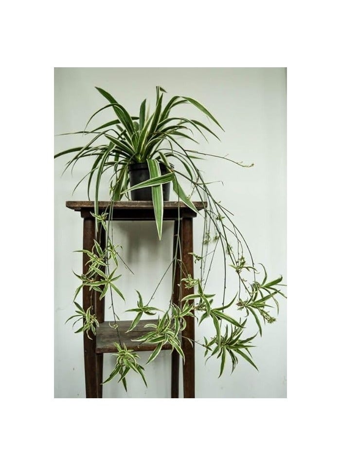 فلانجيوم -نبات العنكبوت - Image 2