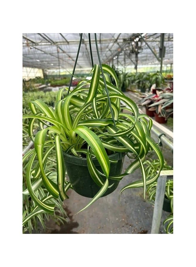 فلانجيوم -نبات العنكبوت - Image 1