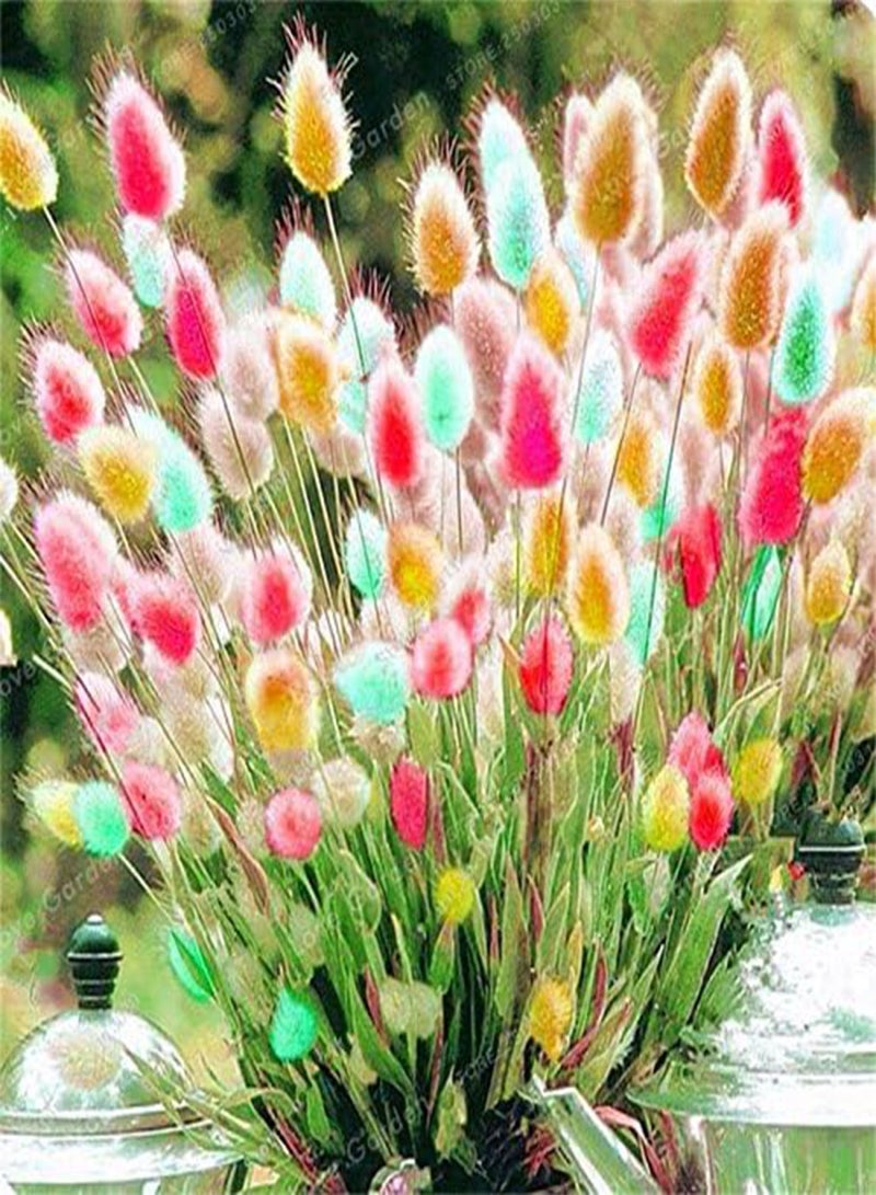 GGOOT 100 Pcs Rabbit Tails Grass Seeds Colorful Fescue Seeds Bonsai Ornamental Grasses Seeds For Home Garden Potted Plants Decor 3 - Image 1