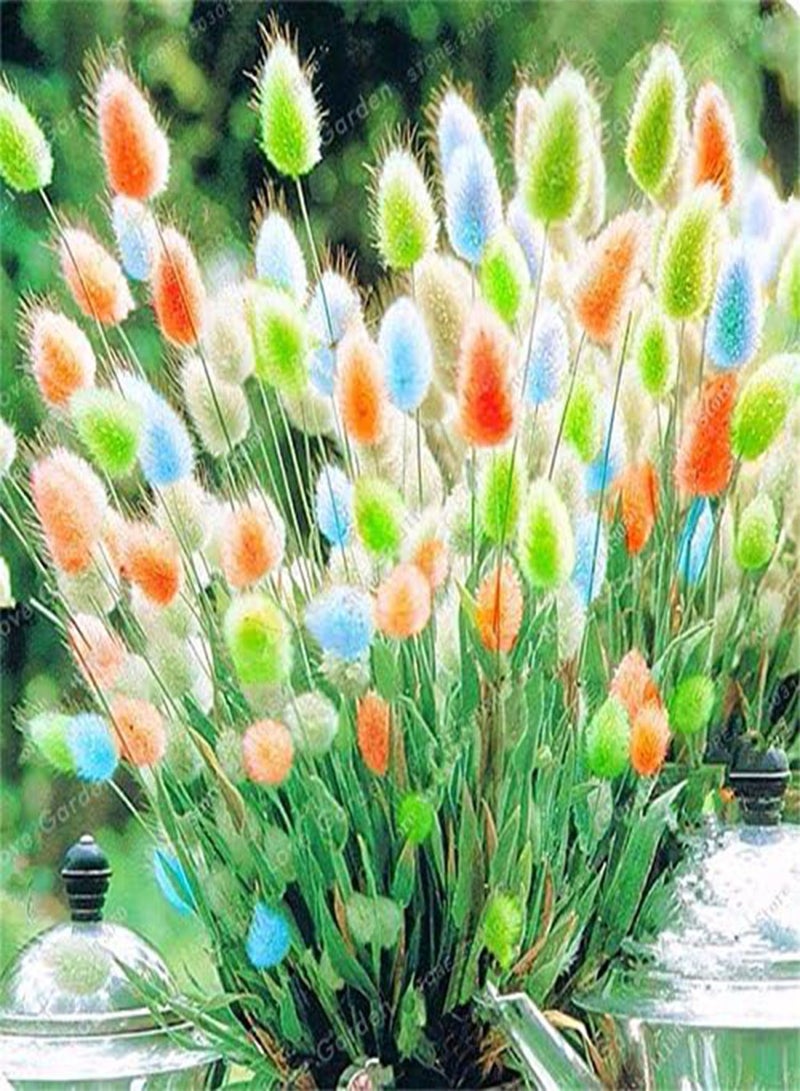GGOOT 100 Pcs Rabbit Tails Grass Seeds Colorful Fescue Seeds Bonsai Ornamental Grasses Seeds For Home Garden Potted Plants Decor 3 - Image 5