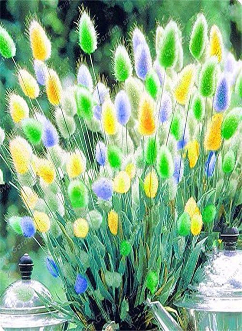 GGOOT 100 Pcs Rabbit Tails Grass Seeds Colorful Fescue Seeds Bonsai Ornamental Grasses Seeds For Home Garden Potted Plants Decor 3 - Image 2