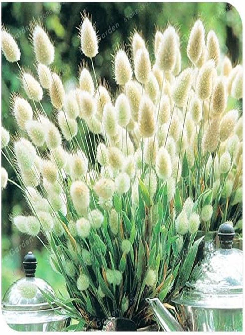 GGOOT 100 Pcs Rabbit Tails Grass Seeds Colorful Fescue Seeds Bonsai Ornamental Grasses Seeds For Home Garden Potted Plants Decor 3 - Image 3