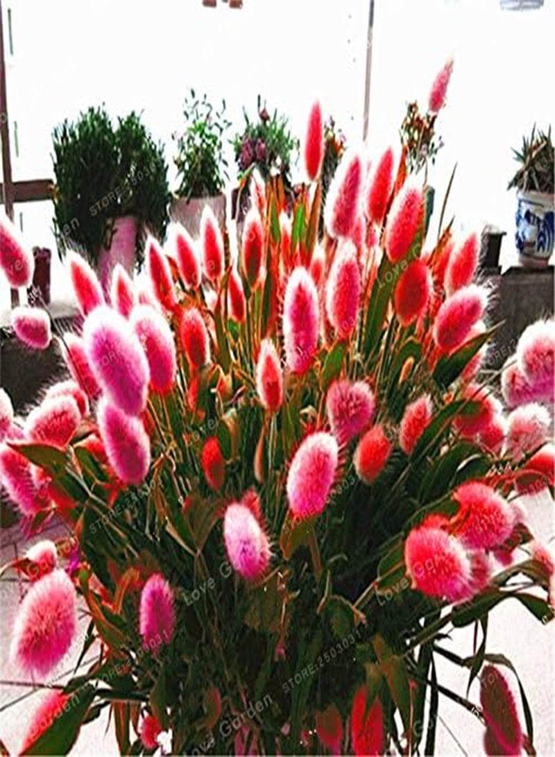 GGOOT 100 Pcs Rabbit Tails Grass Seeds Colorful Fescue Seeds Bonsai Ornamental Grasses Seeds For Home Garden Potted Plants Decor 3 - Image 4