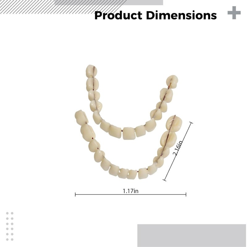 2.2 X 1.8 in Cream Plastic False Teeth, Double Row Design, Teaching Model for Denture, Realistic Dental Supply - Image 5