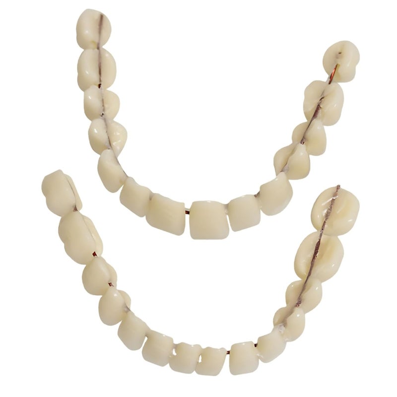 2.2 X 1.8 in Cream Plastic False Teeth, Double Row Design, Teaching Model for Denture, Realistic Dental Supply - Image 1