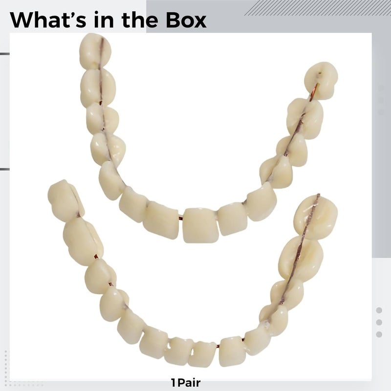 2.2 X 1.8 in Cream Plastic False Teeth, Double Row Design, Teaching Model for Denture, Realistic Dental Supply - Image 3