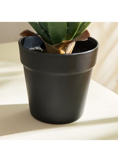 Home Box Liara Aloe Vera Potted Plant in Pot - 35 cm  - Image 5