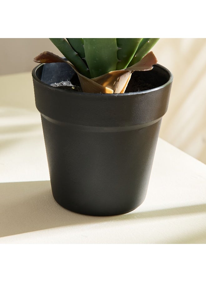 Home Box Liara Aloe Vera Potted Plant in Pot - 35 cm  - Image 5